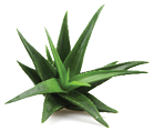 Aloe